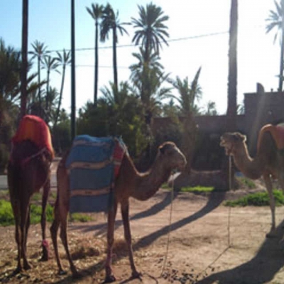 PhotoMarrakech, la Palmeraie : balade sur un chameau